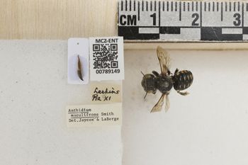 Media type: image;   Entomology 789149 Aspect: Labels